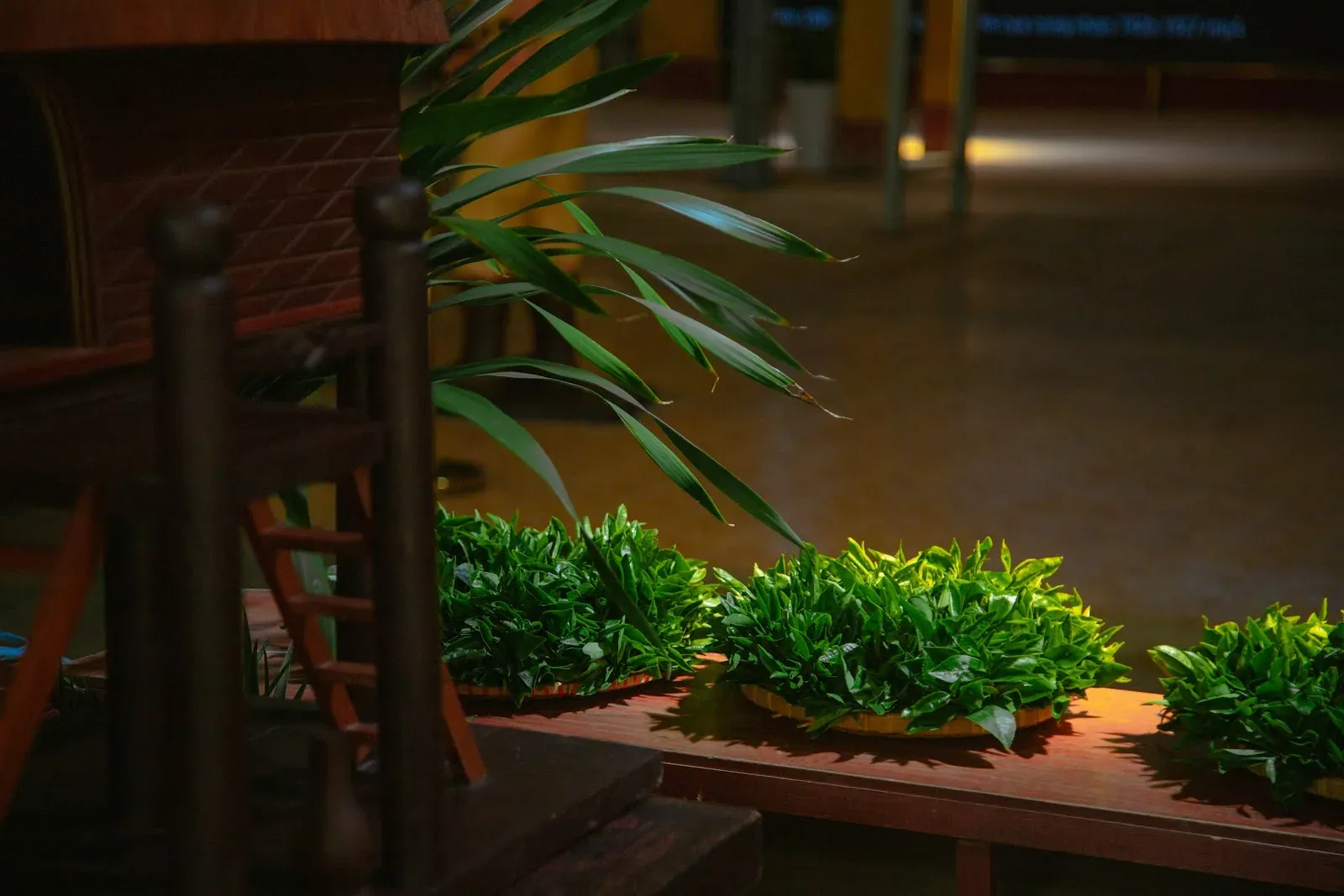 Lá chè tươi sau khi thu hoạch được bày trong khay gỗ dưới ánh sáng dịu